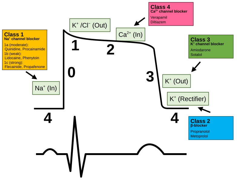 File:Cardiac action potential.svg