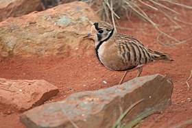 An inland dotterel on the shoreline