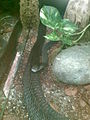 Large and darker coloured black mamba