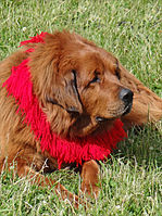 Tibetan Mastiff