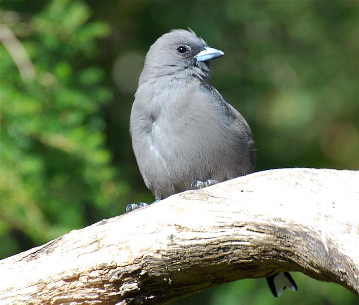 Archivo:Duskywoodswallow.jpg