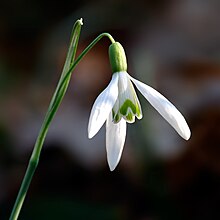 Snowdrop (Galanthus) flower