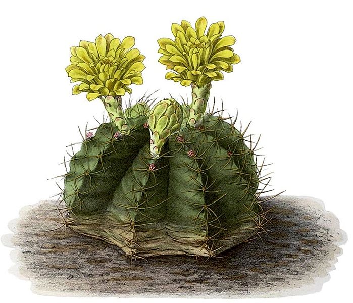 Archivo:Gymnocalycium mihanovichii BlKakteenT101.jpg