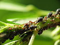 Colony of aphids on a stem, using an inverse mounted lens on a Canon G3