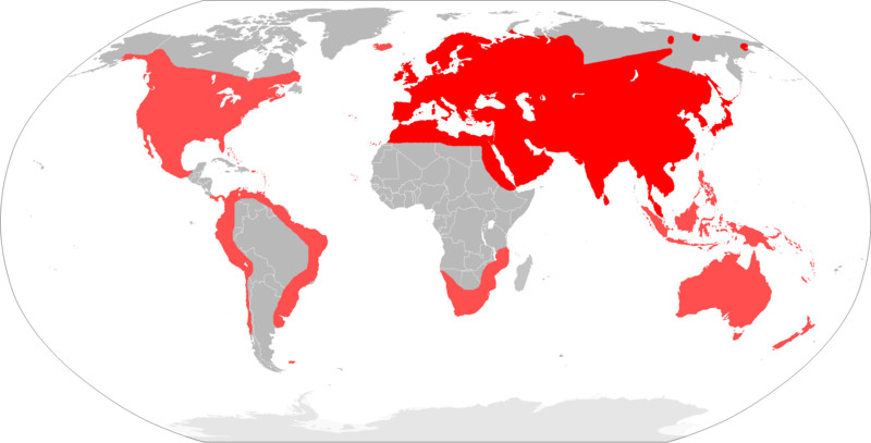 Файл:Mapa Mus musculus.png