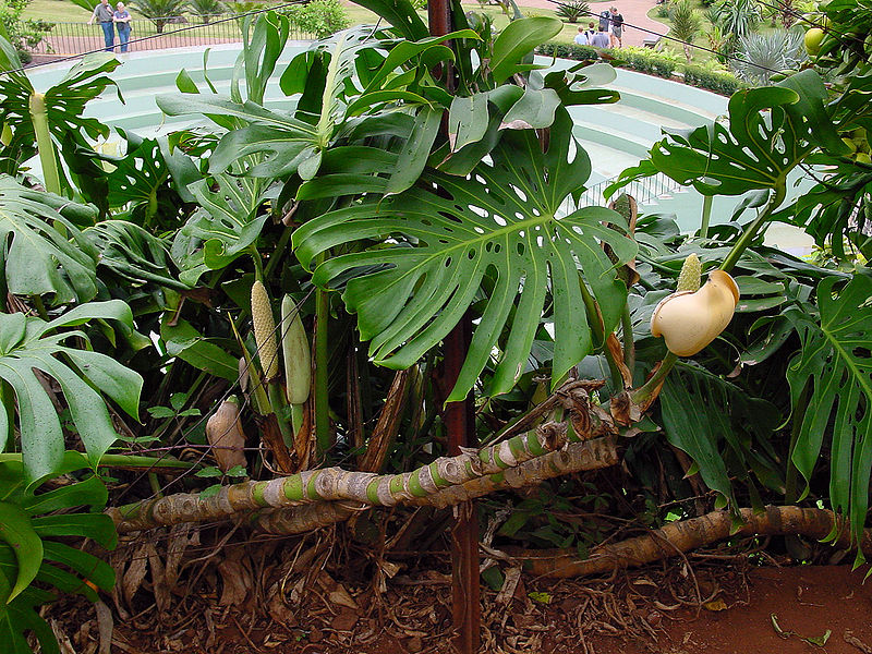 Файл:Monstera deliciosa A.jpg