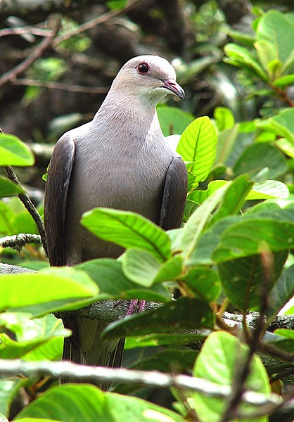 File:Mountain Imperial Pigeon.jpg