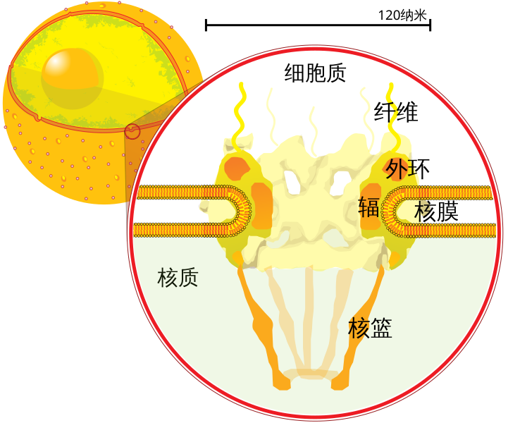 File:NuclearPore crop (zh-cn).svg