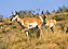 Pronghorn