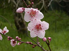 Prunus persica