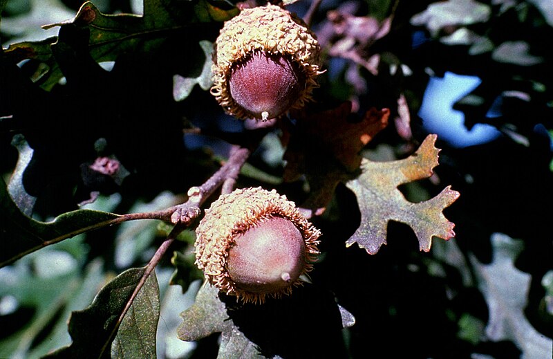 File:Quercus macrocarpa.jpg