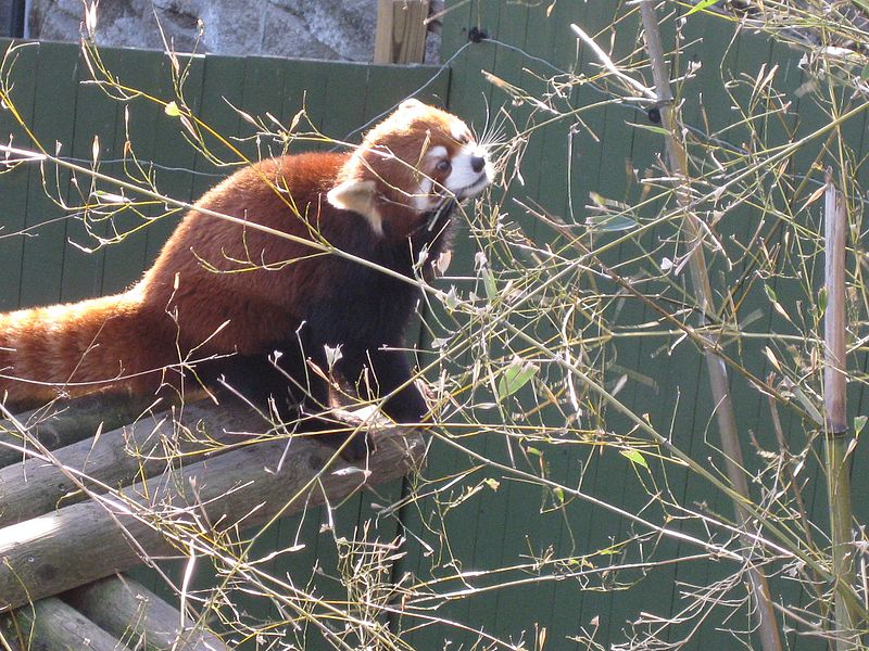 File:Red panda gnawing.jpg