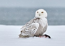 Bubo scandiacus, Snowy owl