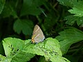 White-letter hairstreak