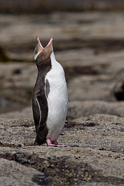 Yellow-eyed penguin vocalising