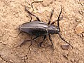 Жук-усач Dorcadion sp. (Coleoptera: Cerambycidae) сфотографировано в Донецке, в апреле.