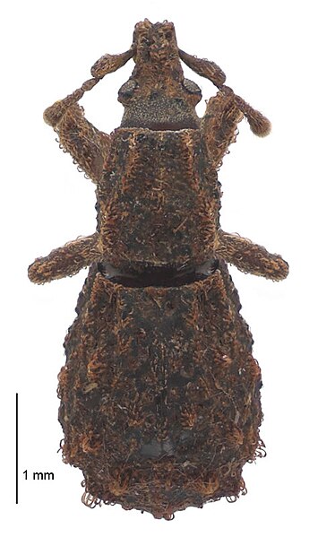 File:Abrotheus placitus dorsal.jpg