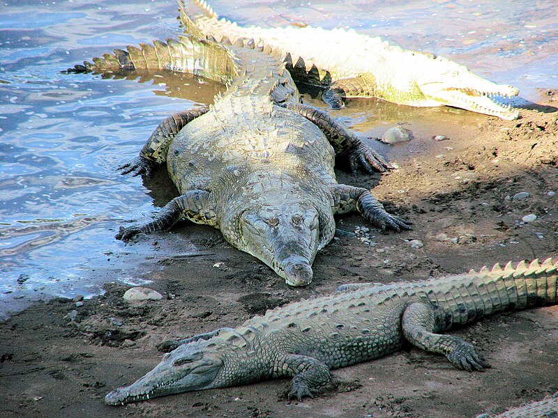 Archivo:American Crocodile, Costa Rica.jpg