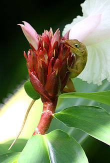 Anolis oculatus at Roseau-a01.jpg