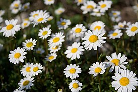 Anthemis arvensis