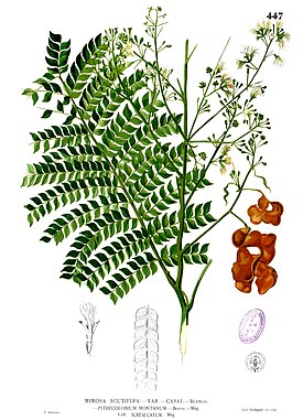 Archidendron scutiferum