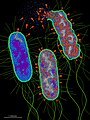 Bacteriophage T4 infection (9)