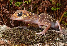 Barking Gecko (30682568676).jpg