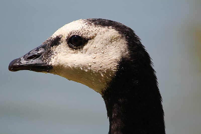 File:Barnacle Goose's head.JPG