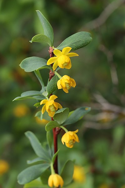 Файл:Berberis sibirica 129657276.jpg