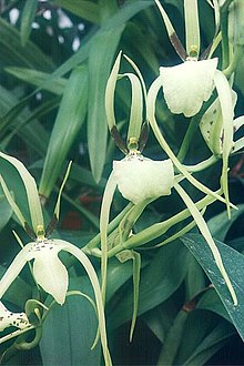 Brassia-girouldiana.jpg