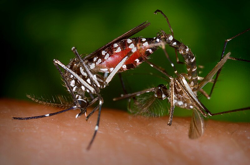 File:CDC-Gathany-Aedes-albopictus-4409.jpg