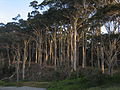 Coastal Eucalyptus