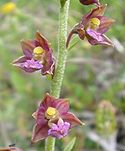 Dark red helleborine