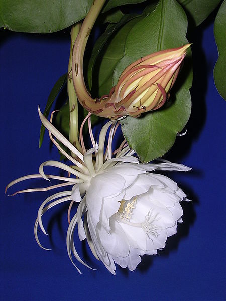 File:Epiphyllum oxypetalum flower.JPG