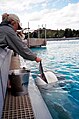 Feeding a beluga named Priscilla