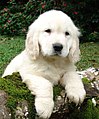 Image 9Golden Retriever puppy (from Puppy)