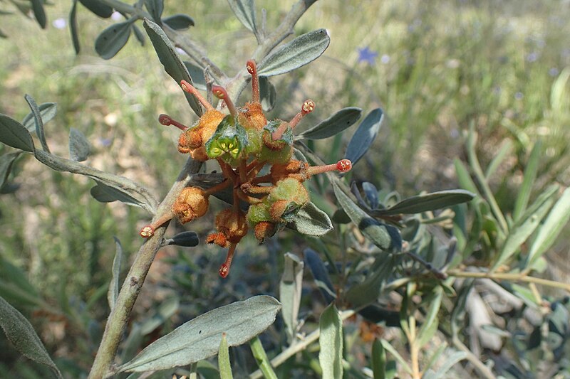 File:Grevillea floribunda.jpg