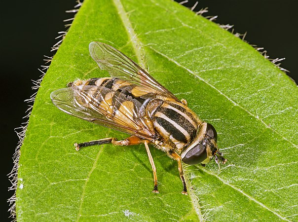 图为黑角条胸蚜蝇（英语：Helophilus pendulus）（Helophilus pendulus），拍摄于法国。