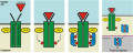 Key steps of the JAK-STAT pathway