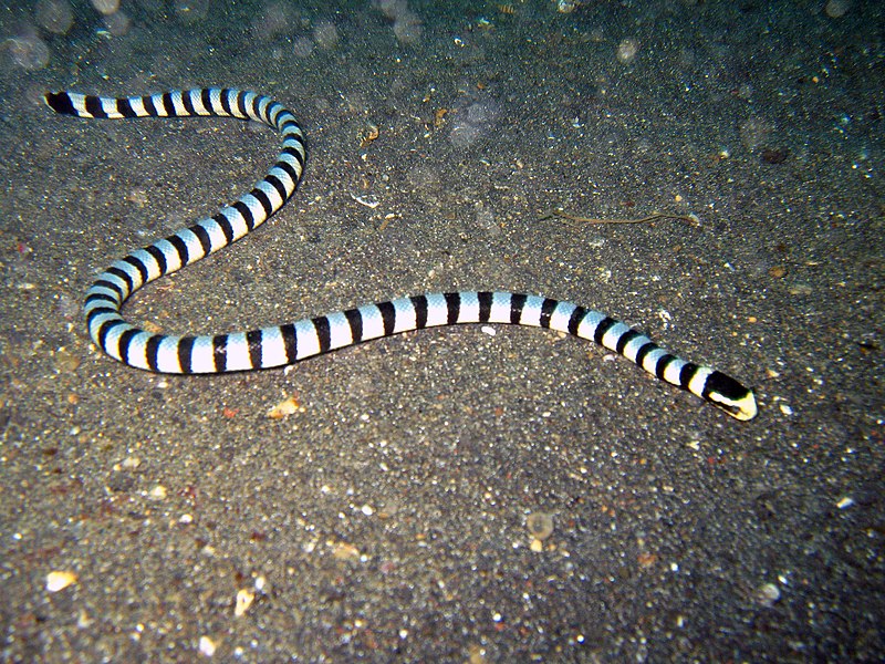 File:Laticauda colubrina Lembeh2.jpg