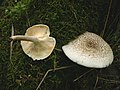 Thumbnail for Lentinus tigrinus