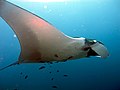 The manta ray is the largest ray.