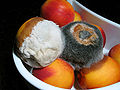 Moldy nectarines that were in a refrigerator. The nectarine with black mold is also affecting the nectarine underneath.