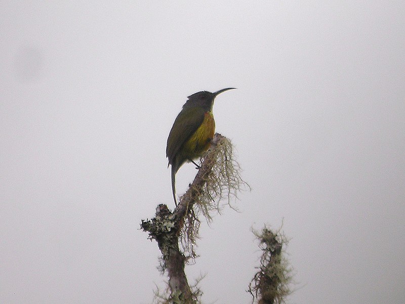 File:Mount Apo Sunbird 1.jpg