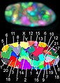 24 chromosome territories in human cells.