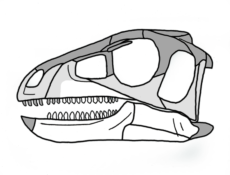 Файл:Pisanosaurus skull.png