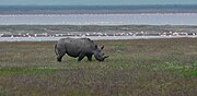 A rare Black rhino in the neighboring Ngorongoro Conservation Area with flamingos in the background