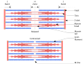 Sliding filament model of muscle contraction. (Titin labeled at upper right.)