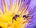 Bees perform a 'waggle dance' to convey information about the direction of a food source