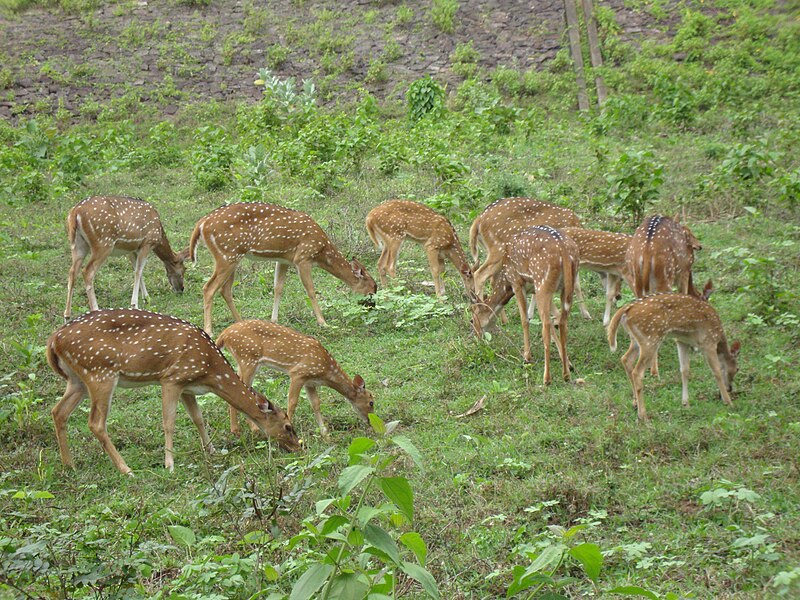 File:Spotted deer.JPG